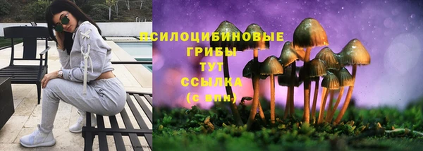 индика Гусев
